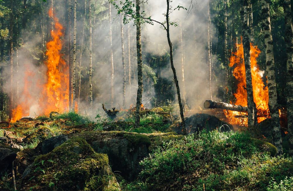 A fire spreading through a forest undergrowth