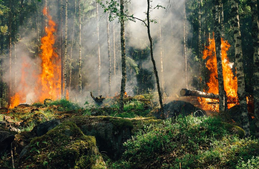 A fire spreading through a forest undergrowth 