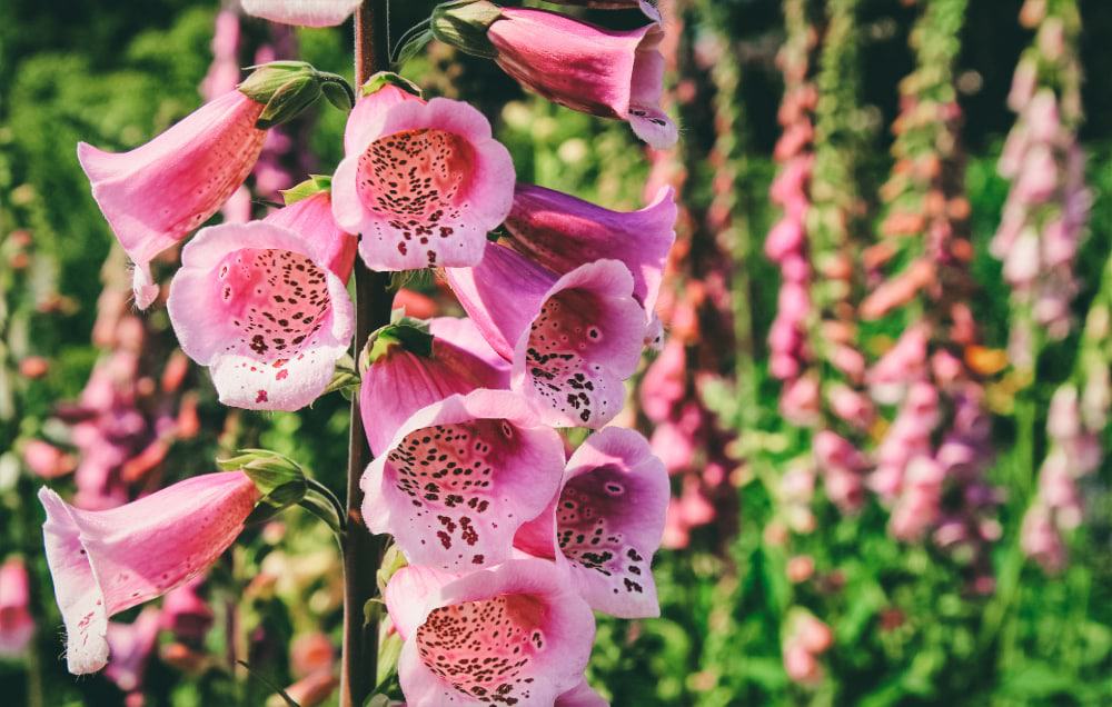 Purple foxglove plant flowering 