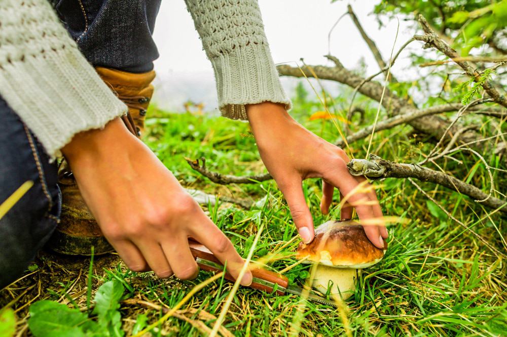A person foraging for mushrooms