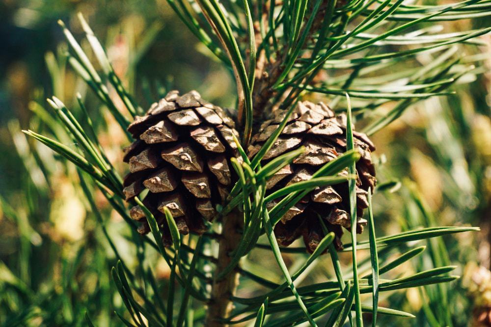 Scots Pine cones