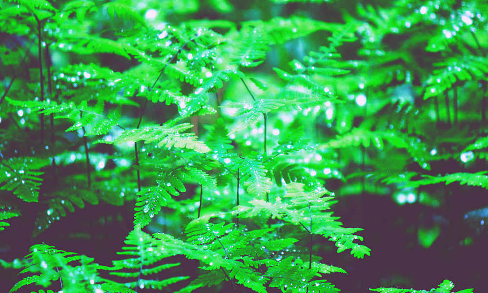 rain on fern leaves