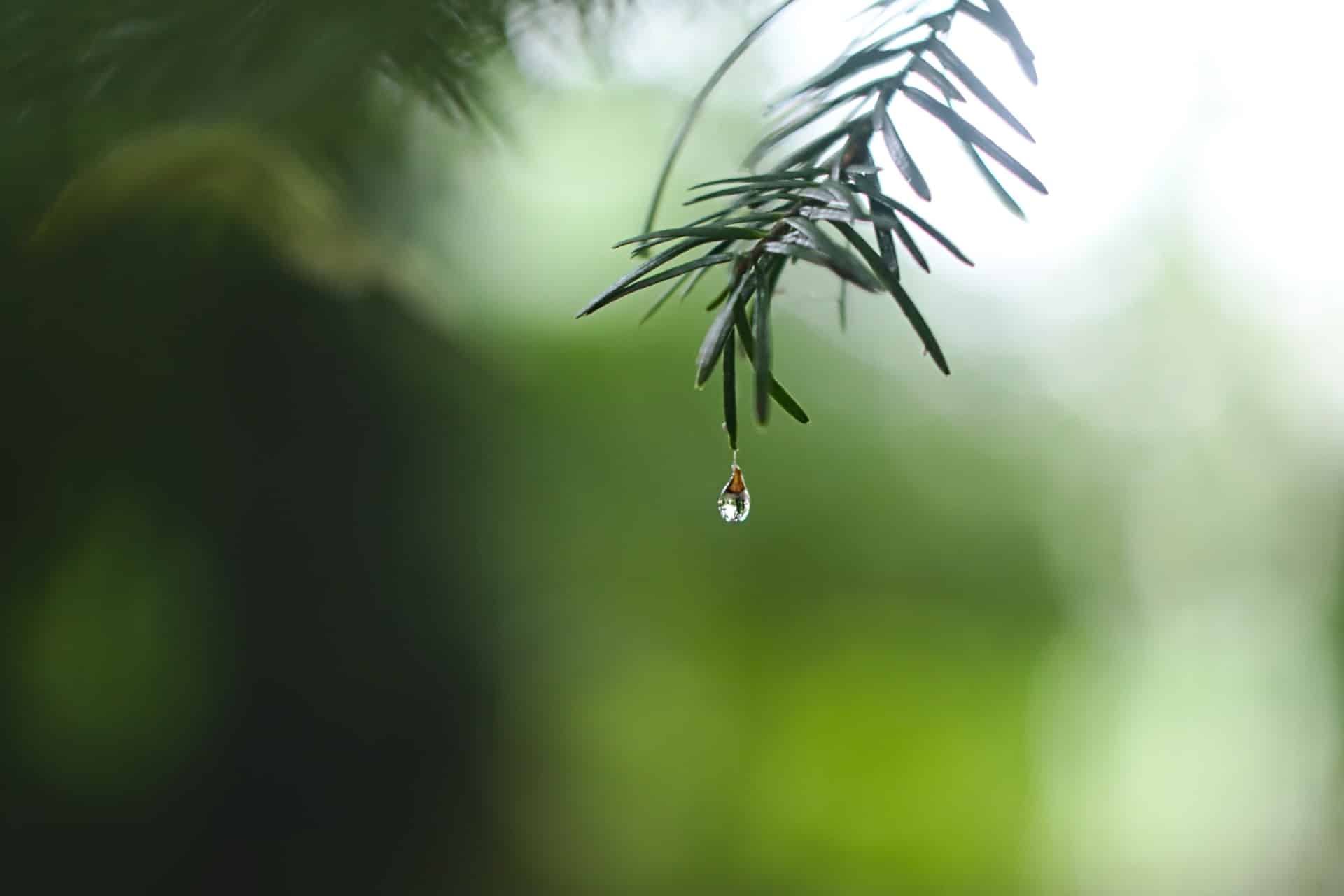 Rain droplets on pine needles in a forest
