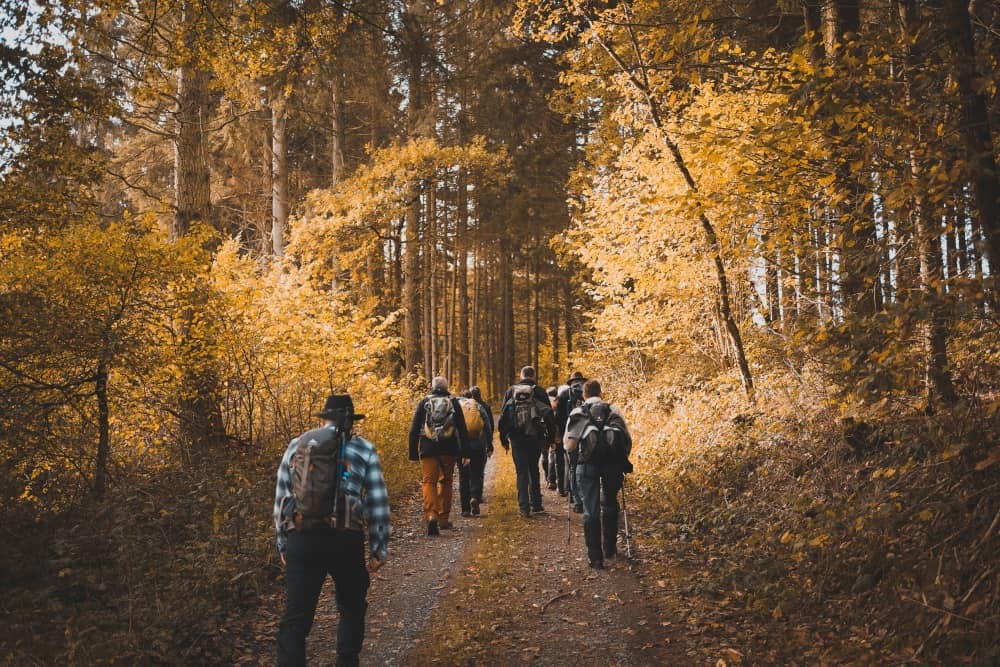 Backpackers hiking through the bush with backpacks and walking poles.