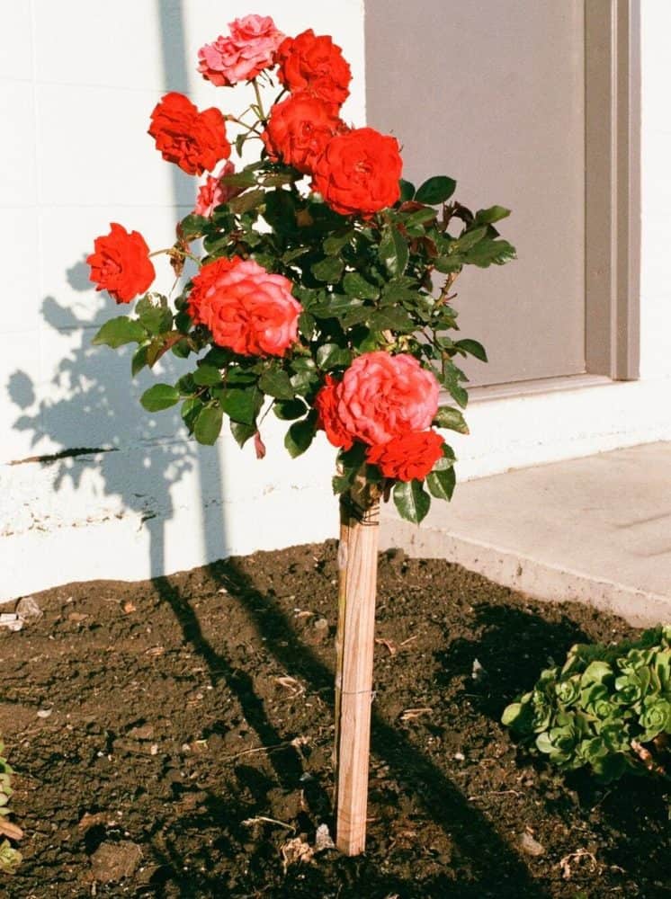 Tent stakes can be recycled to stand up plants