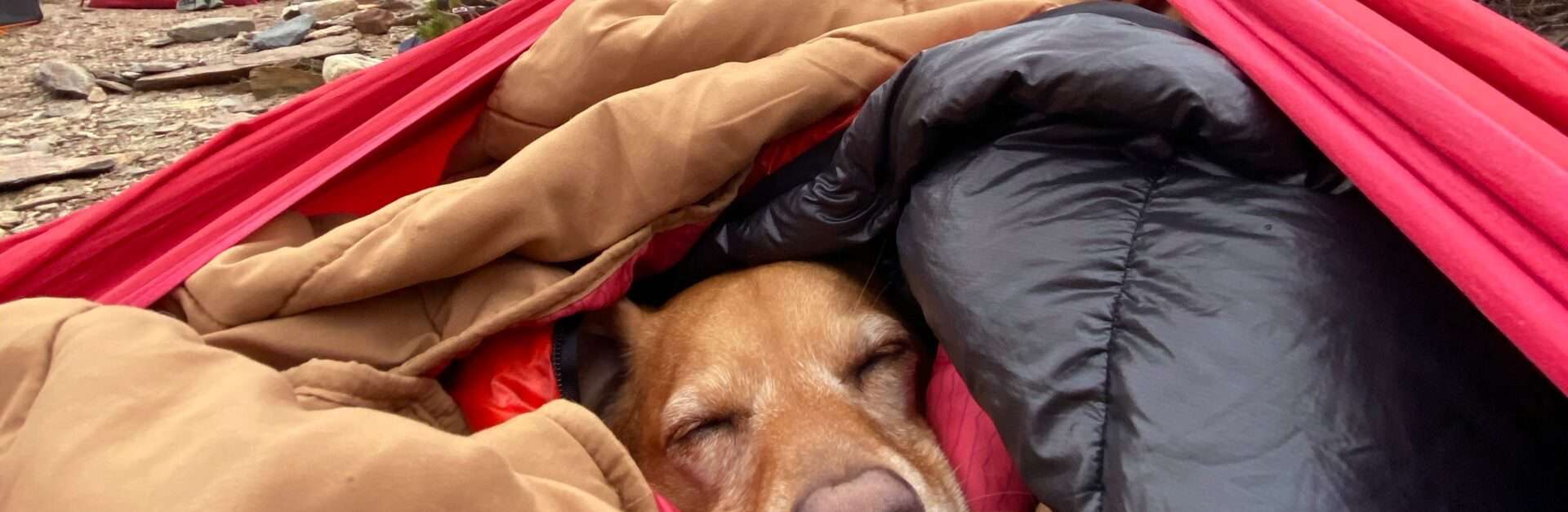 Cute labrador dog napping in a sleeping bag in front of a tent while camping