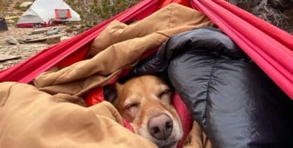 Cute labrador dog napping in a sleeping bag in front of a tent while camping