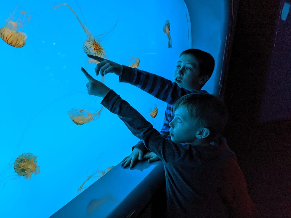 Looking at animals at an Aquarium is a great indoor activity. 